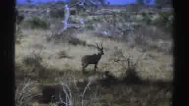 South Africa (1969): Horned Antelope Walking Through The Grassy Wide Plains Of