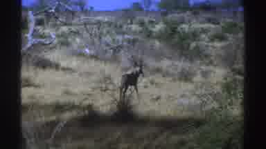 South Africa (1969): Wild Animals Loose In Nature In Areas Of Natural Vegetation
