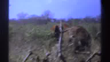 South Africa (1969): Elephant Walking In The Middle Of The Forest In Its Natural