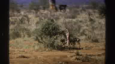 South Africa (1969): Animals Being Still On A Hot Day In The Savanna Near A Big