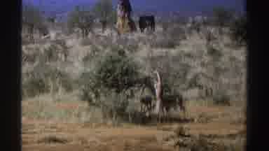 South Africa (1969): Grazing Wildlife At The Base Of Trees Small And Large