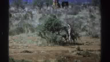 South Africa (1969): Wild Animals Stand Majestically On Land Covered With