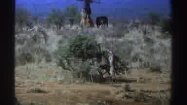 South Africa (1969): Beautiful Landscape Of Animals Feed On Many Trees And Shrubs