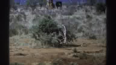South Africa (1969): An Animal Is Trying To Eat Leaves From The Top Branches