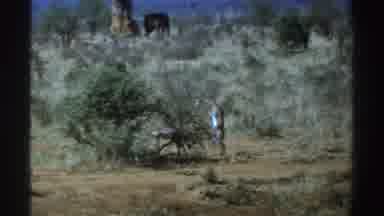 South Africa (1969): Fawns Stand On Their Hind Legs Well When They Are Only A Few