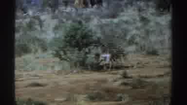 South Africa (1969): A Footage Of Reneger Eating Trees Leafs In Some African