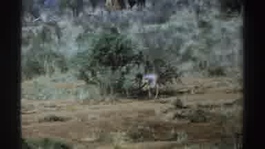 South Africa (1969): Two Animals Eating From A Tree In The Middle Of A Desolate