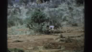 South Africa (1969): Girl Reaping Something In A Bush Baby Ox Walking In A Dry