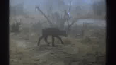 South Africa (1969): An Animal Wandering Alone In The Jungle Filled With Scattered