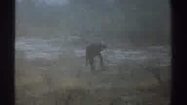 South Africa (1969): An Animal Running Through A Foggy Grassy Plane
