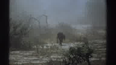 South Africa (1969): The Baby Animal Is Trying To Escape The Fire And Smoke