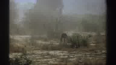 South Africa (1969): African Environment A Cub Running Into A Bush Soon A Woman