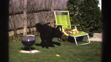 Michigan (1969): Black Dog Playing With Ball In Home Garden