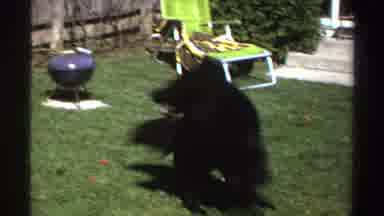 Michigan (1969): Big Black Dog Playing And Doing Tricks With Owner In Backyard