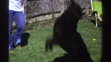 Michigan (1969): Man Playing With Dog In Home Yard