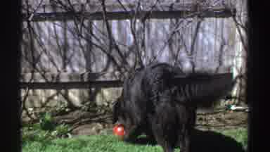 Michigan (1969): Black Dog Plays With A Red Ball