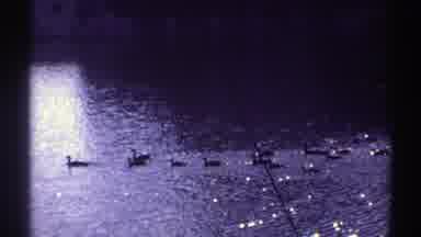 Colorado (1969): Flock Of Water Fowl Swimming Across Body Of Water On Sunny Day