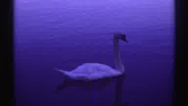 Colorado (1969): Goose Swimming In The Water