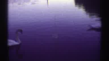 Colorado (1969): White Swans Floating On Water On A Artificial Small Lake At Dusk
