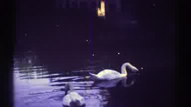 Colorado (1969): Two White Swans On Body Of Water Feeding And Camel In Zoo