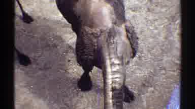 Colorado (1969): Someone Throws Food To A Camel From Above The Enclosure Camel