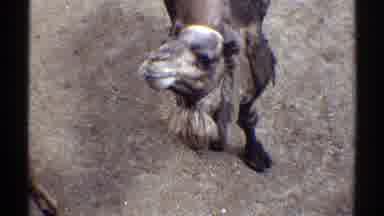 Colorado (1969): A Chewing Camel Who Wants To Eat More