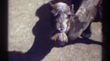 Colorado (1969): View Of Dark Brown Camel Eating On A Sunny Day