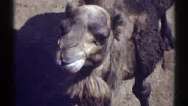 Colorado (1969): View Of Brown Camel Eating On A Bright Sunny Day