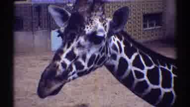 Colorado (1969): Giraffe Looking Into Camera And Making Funny Faces With Tongue