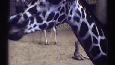 Colorado (1969): Giraffe Peaks Its Head Over The Fence Of Its Enclosure Toward The