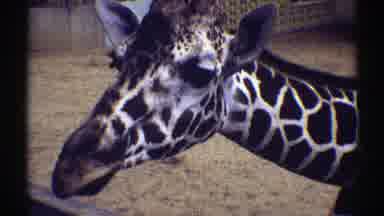 Colorado (1969): Beautiful Giraffe Sitting Watching People Around Her In The Zoo