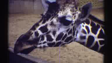 Colorado (1969): Giraffe Sticking Tongue Out At Person Who Appears To Be Feeding