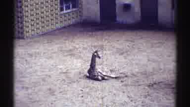 Colorado (1969): Baby Giraffe Lying Down Inside Animal Park Enclosure Walls In