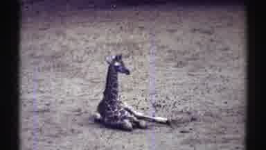 Colorado (1969): Giraffe Resting And Other Giraffes In The Grass