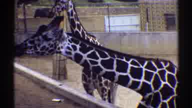 Colorado (1969): Giraffes Eating In A Zoo