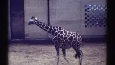 Colorado (1969): Two Giraffes In Animal Park Enclosure One Giraffe Larger Than The