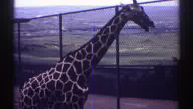 Colorado (1969): Giraffes In A Zoo