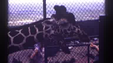 Colorado (1969): A Zoo With Beautiful Peacock Elephants And Giraffes In The