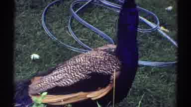 Colorado (1969): Peacock Standing And Looking In A Yard Next To A Hose