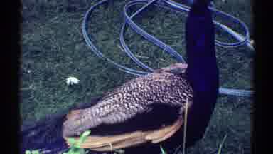 Colorado (1969): A Beautiful Male Peacock Is Looking Up At A Mountain