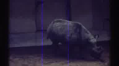 Colorado (1969): Rhino Walks Around Inside Zoo Enclosure Walls In Background Rhino
