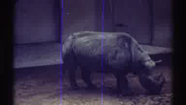 Colorado (1969): Peace Color Live Footage Of Rhinoceros Grazing In Large Enclosure