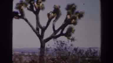 Las Vegas (1958): A Bird Flies In The Desert Among Rocks Trees And Other Desert