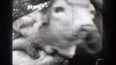Chelan Washington (1939): Man With Outdoor Shop Displays Dead Deer And Bottles