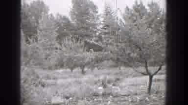 Chelan Washington (1939): View And Forests Medium Sized Trees And Vegetation