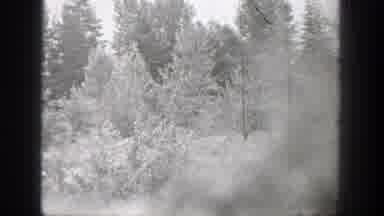 Chelan Washington (1939): Video Outside Of A Wooded Area Nothing But Trees And