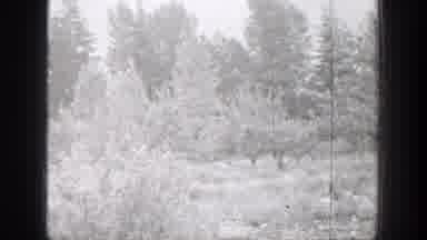 Chelan Washington (1939): Shots Of Snow Covered Trees Cutting To White-Tipped