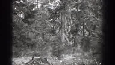 Chelan Washington (1939): Stump In A Big Space Surrounded By Big Trees And Vines