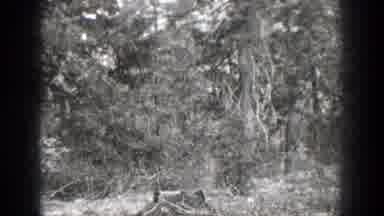 Chelan Washington (1939): Black And White Images Of A Dense Vegetation