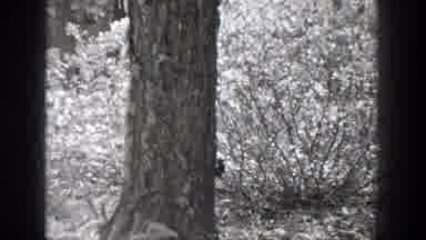 Chelan Washington (1939): Black And White Video Of A Squirrel On A Tree And On The